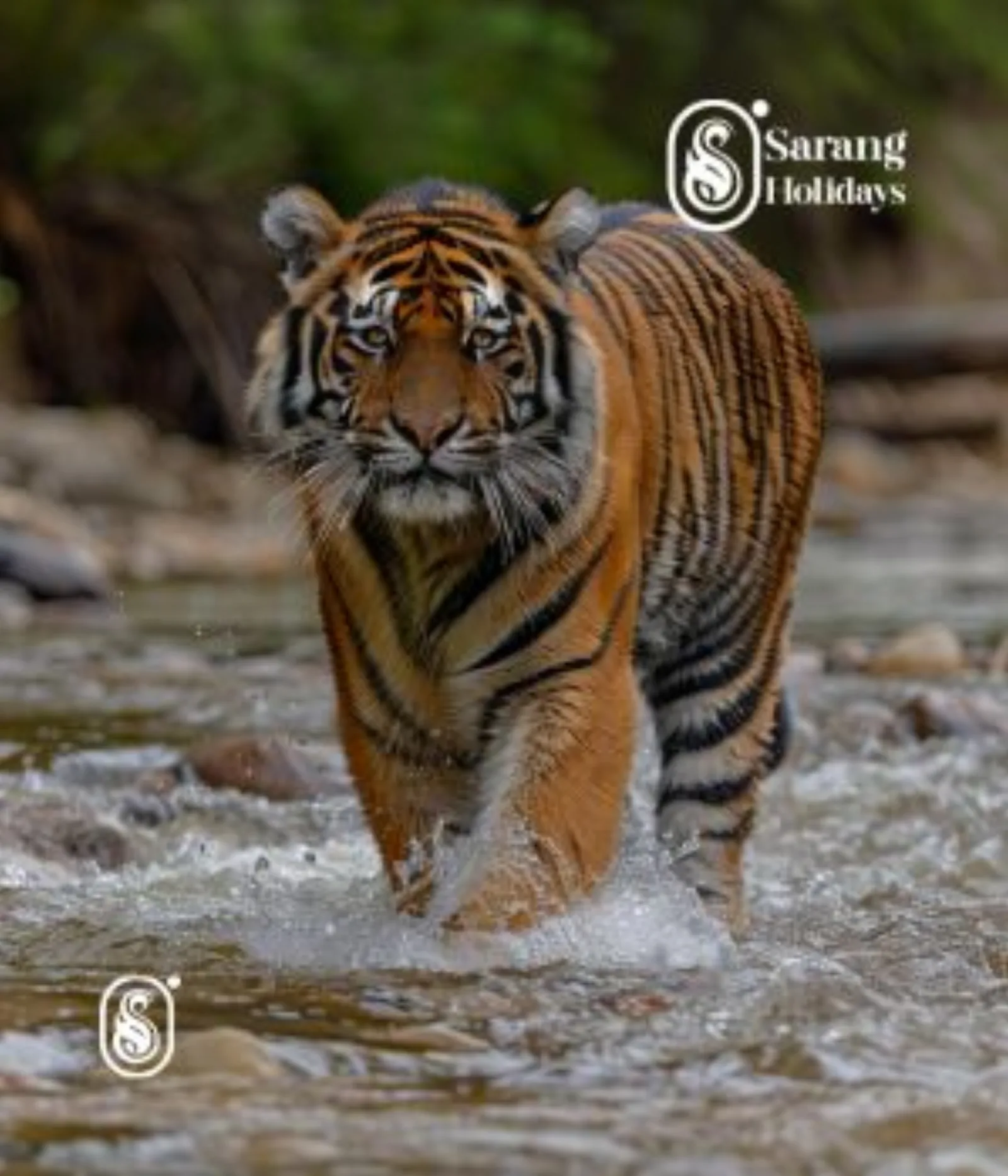 Exciting Ranthambore — Ranthambore